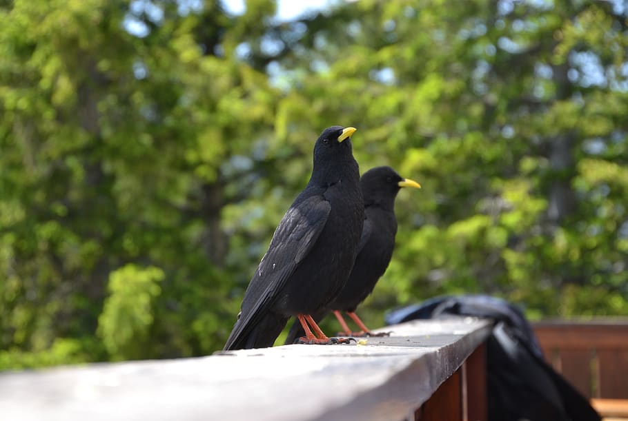 dig, birds, crow, black, animal, animal world, sitting, common raven HD wallpaper