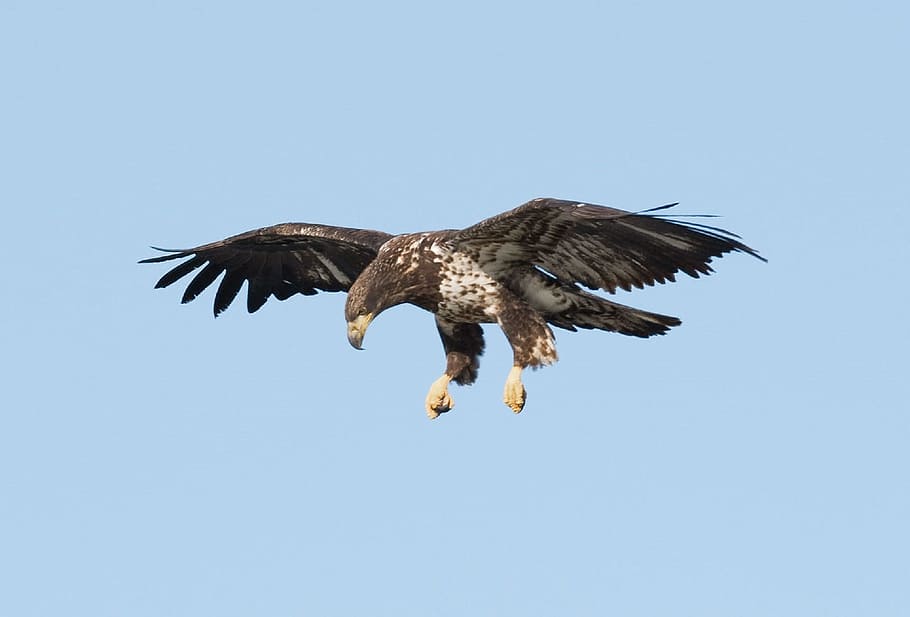 eagle, bald, bird, animal, wild, nature, flying, animals in the wild HD wallpaper