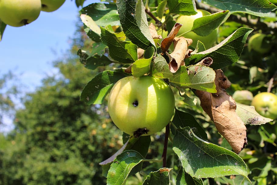 apple, tree, apple tree, immature, green, sour, fruity, summer HD wallpaper