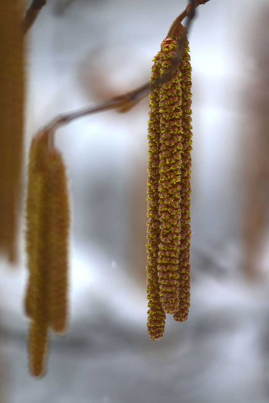 branch, winter, nature, tree, pollen, outdoor, pussy willow HD wallpaper