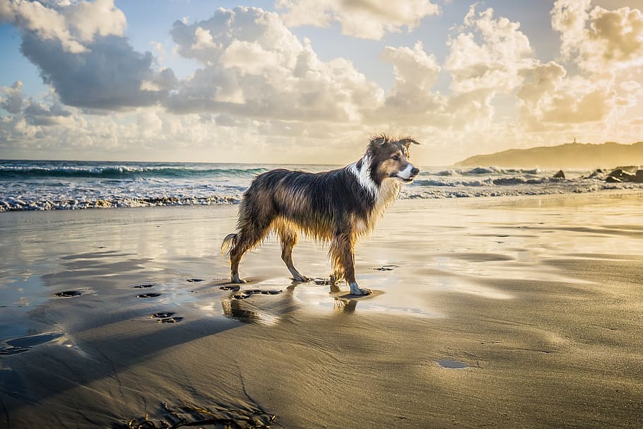 collie, dog, beach, pet, animal, cute, byron bay, australia, HD wallpaper