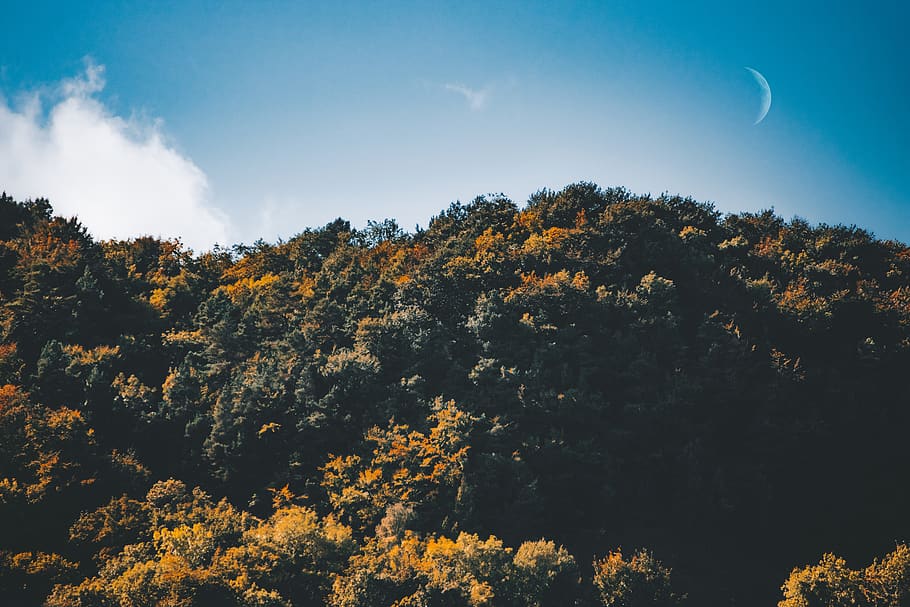 Brown Trees, daylight, forest, HD wallpaper, landscape, moon HD wallpaper