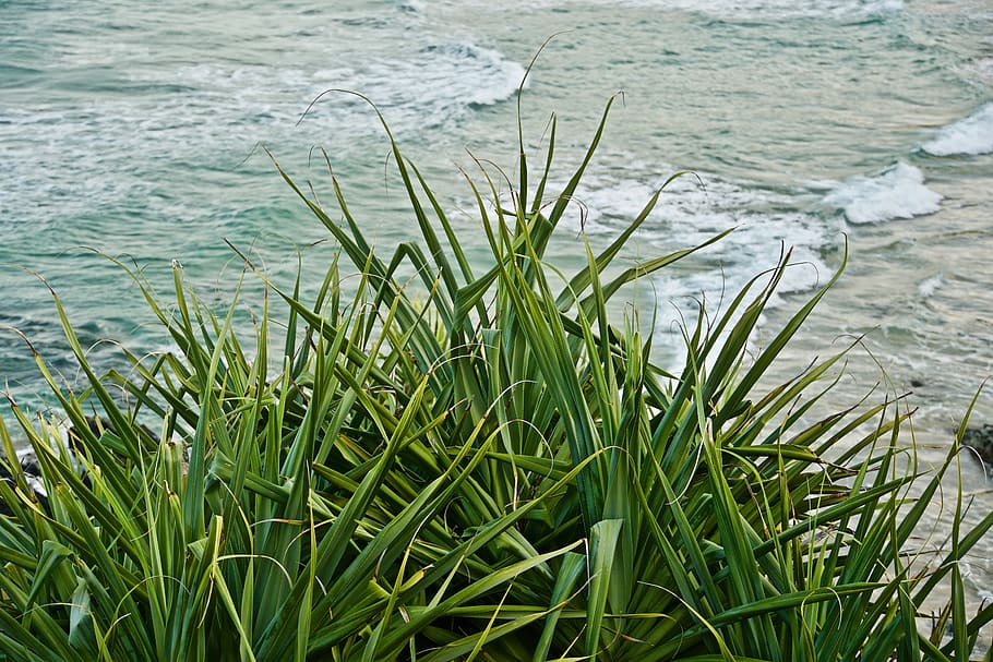 grass, sea, nature, landscape, marine, water, plant, green color HD wallpaper