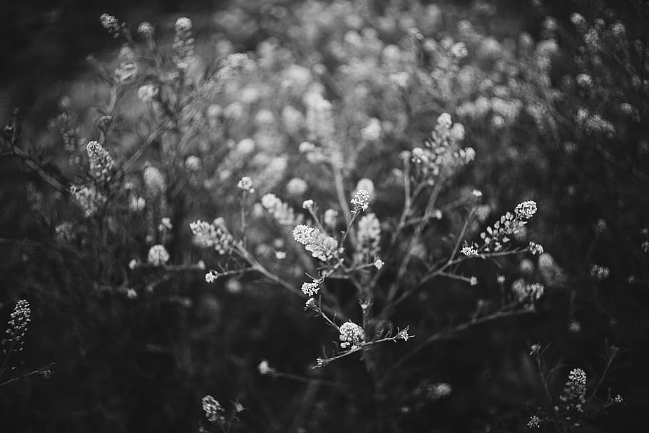 japan, plant, growth, beauty in nature, no people, day, focus on foreground HD wallpaper