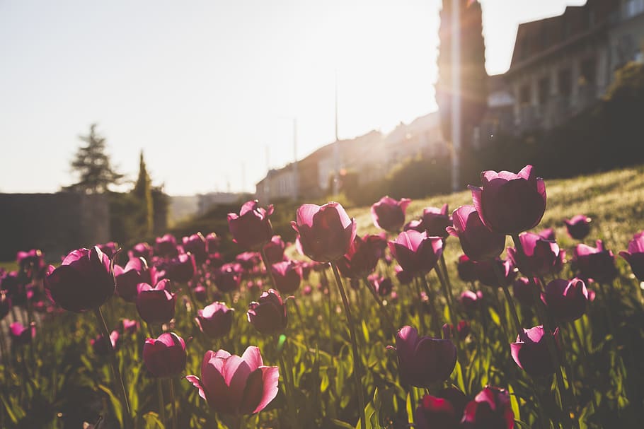 Photography of Tulips, beautiful, bloom, blooming, blossom, blur HD wallpaper