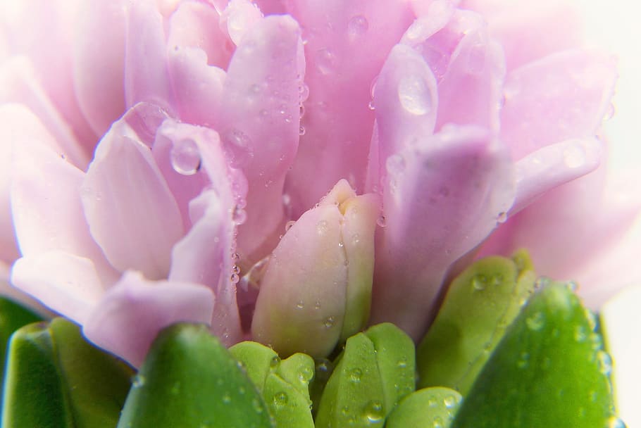 crocus, spring, growth, pink, bloom, flower, plant, nature HD wallpaper