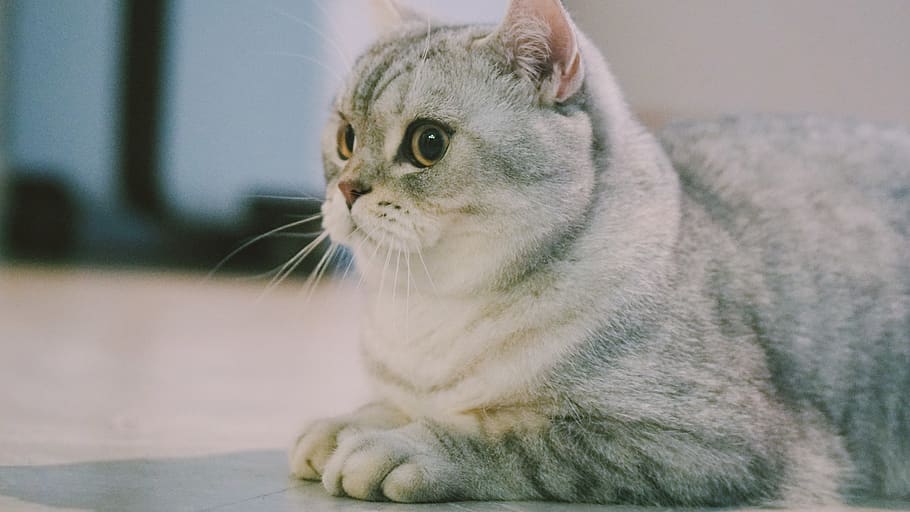 gray and white coated cat, animal, pet, mammal, kitten, abyssinian HD wallpaper