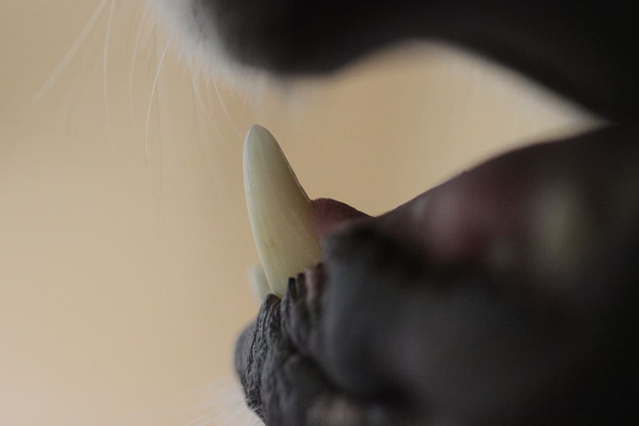 dog, tooth, close-up, indoors, one animal, animal body part HD wallpaper