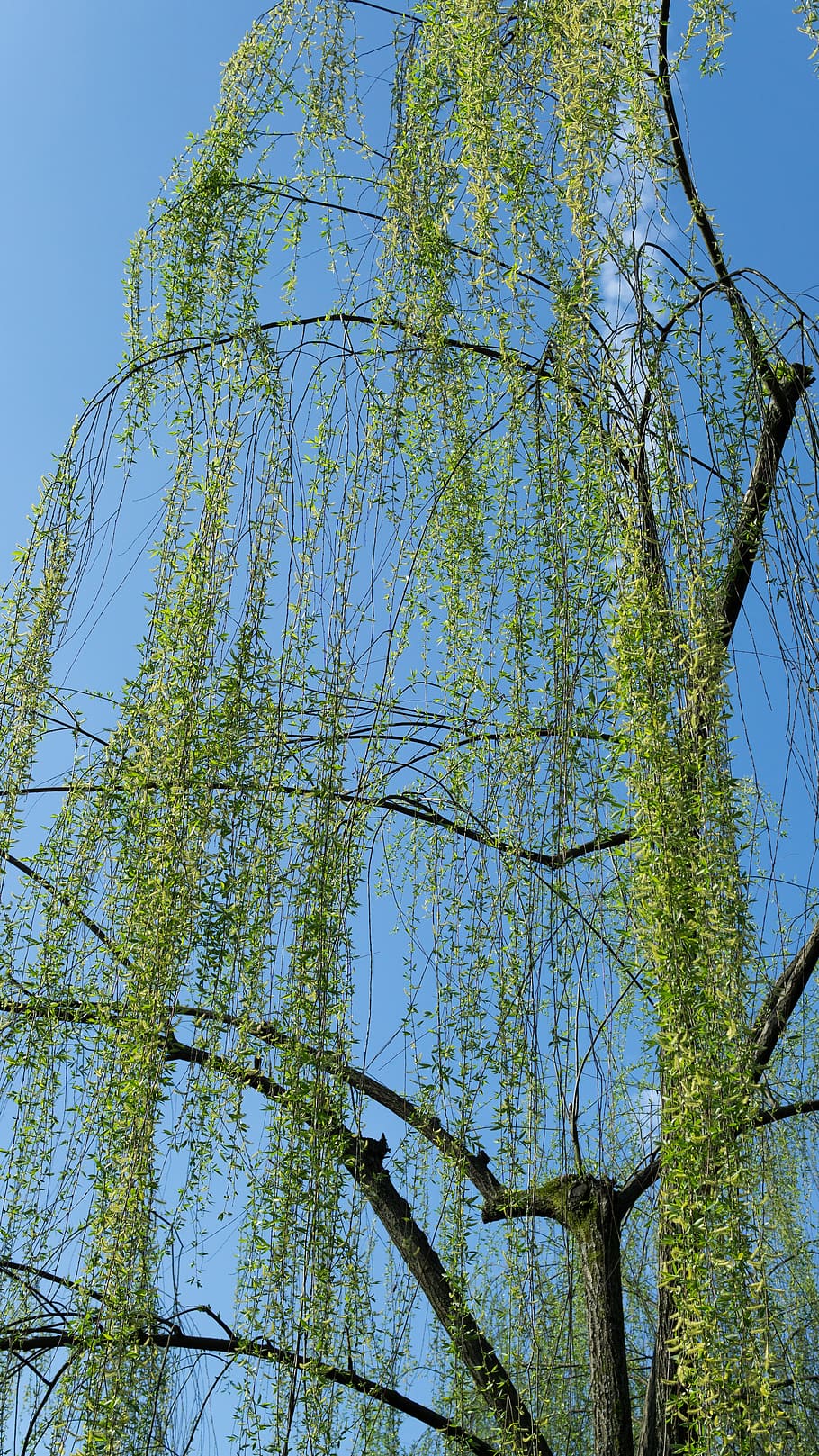 willow, blue sky, park, spring, travel, plant, tree, low angle view HD wallpaper