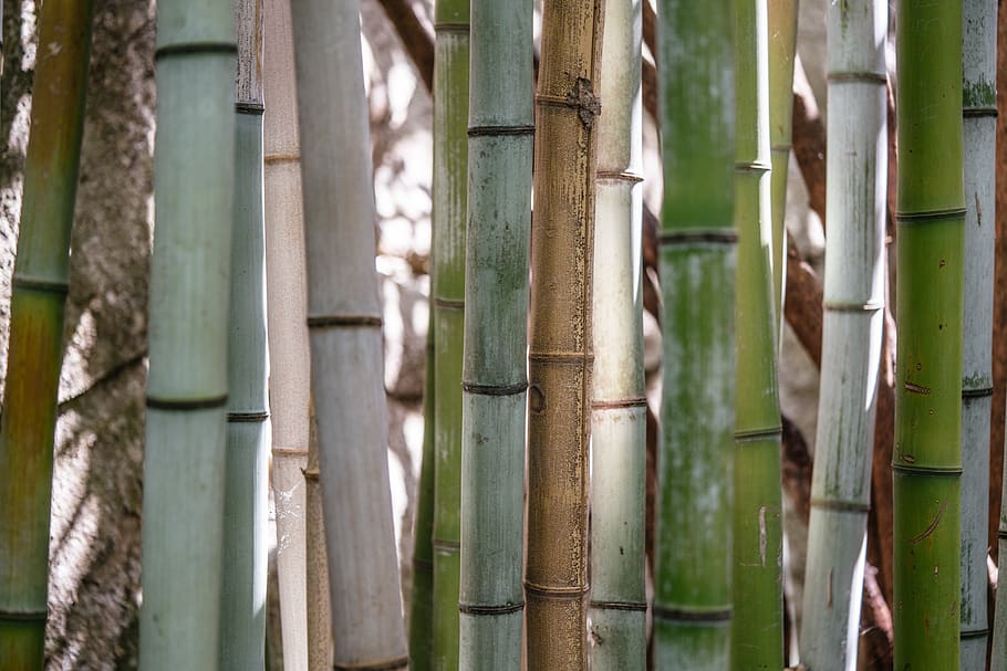 bamboo, trees, forest, background, no people, full frame, close-up HD wallpaper