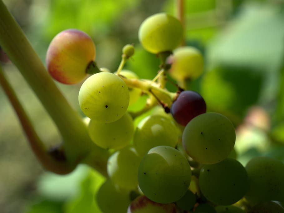 grapes, winegrowing, vine, grapevine, fruit, sun, rebstock HD wallpaper