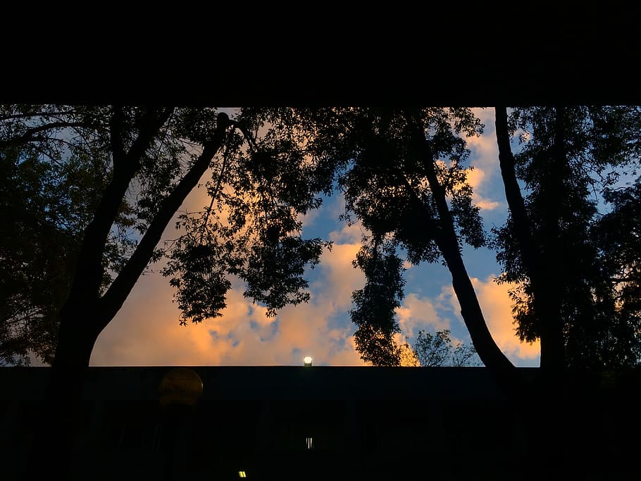 mexico, ciudad de méxico, unam - facultad de ciencias, trees