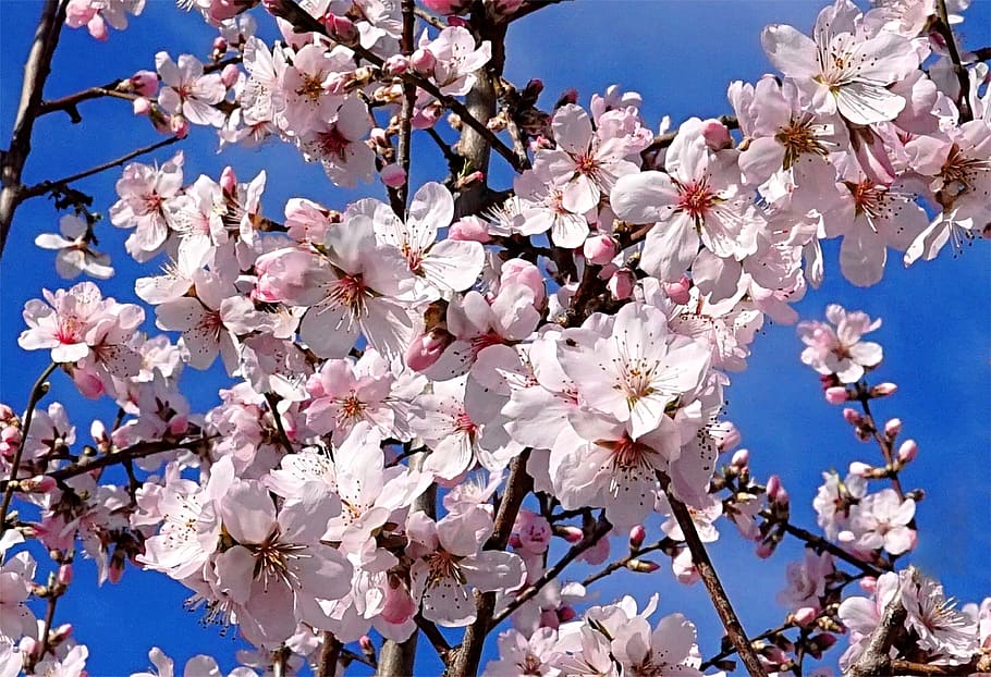 almond tree, blossom, bloom, spring, pink, nature, flowering plant, HD wallpaper