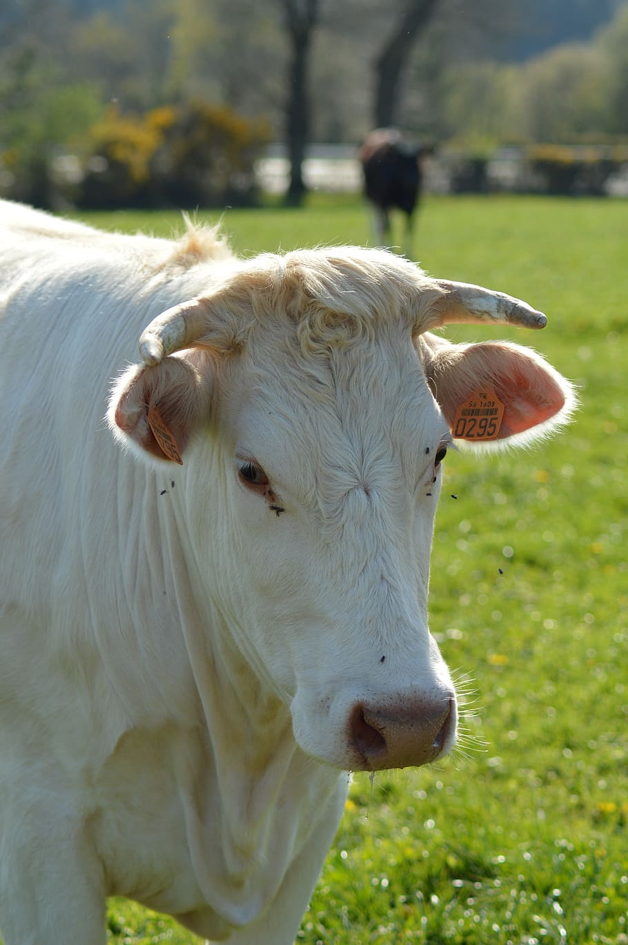 cow, field, head, cattle, mammals, agriculture, nature, pasture HD wallpaper