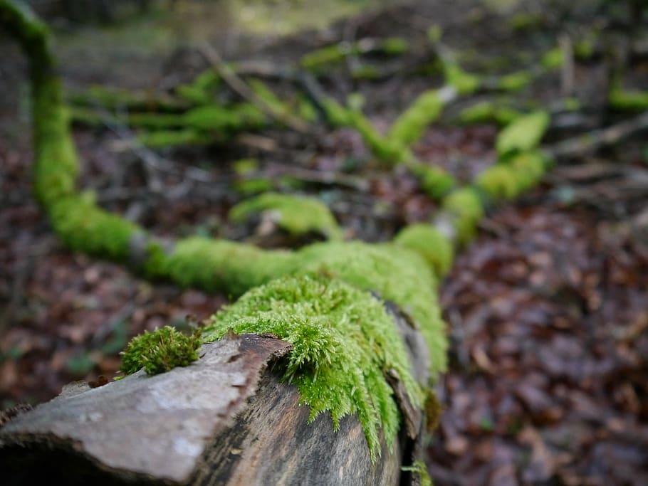forest, plant, green color, growth, close-up, selective focus HD wallpaper