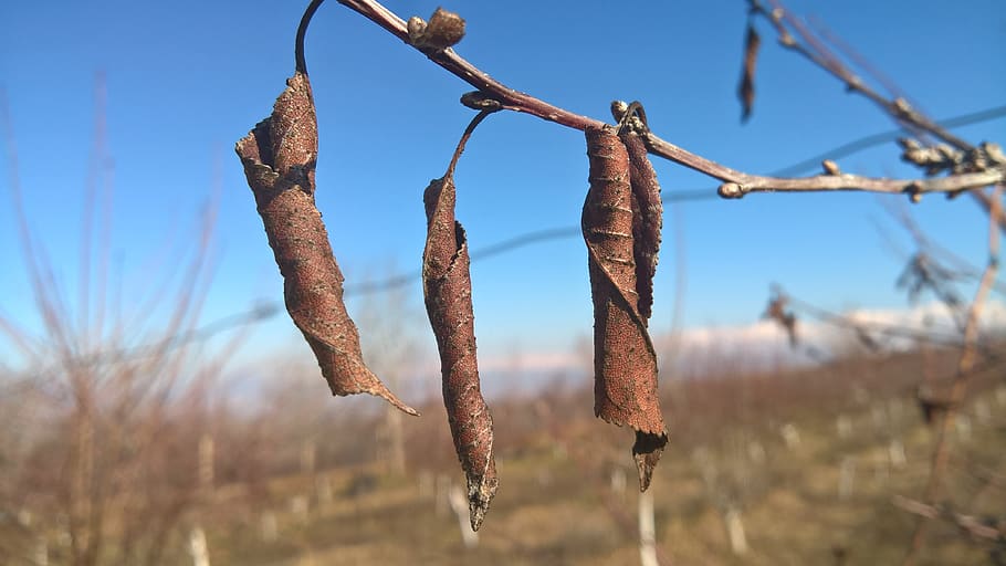 plant, tree, rust, nature, leaves, winter, garden, fish, animal HD wallpaper
