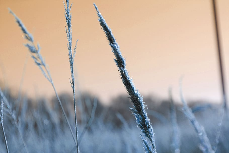 winter, snow, nature, cold, landscape, sunrise, snowflakes HD wallpaper