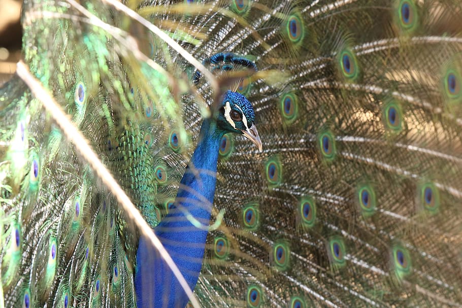 bird, peacock, feathers, colors, dance, mating dance, animal themes HD wallpaper