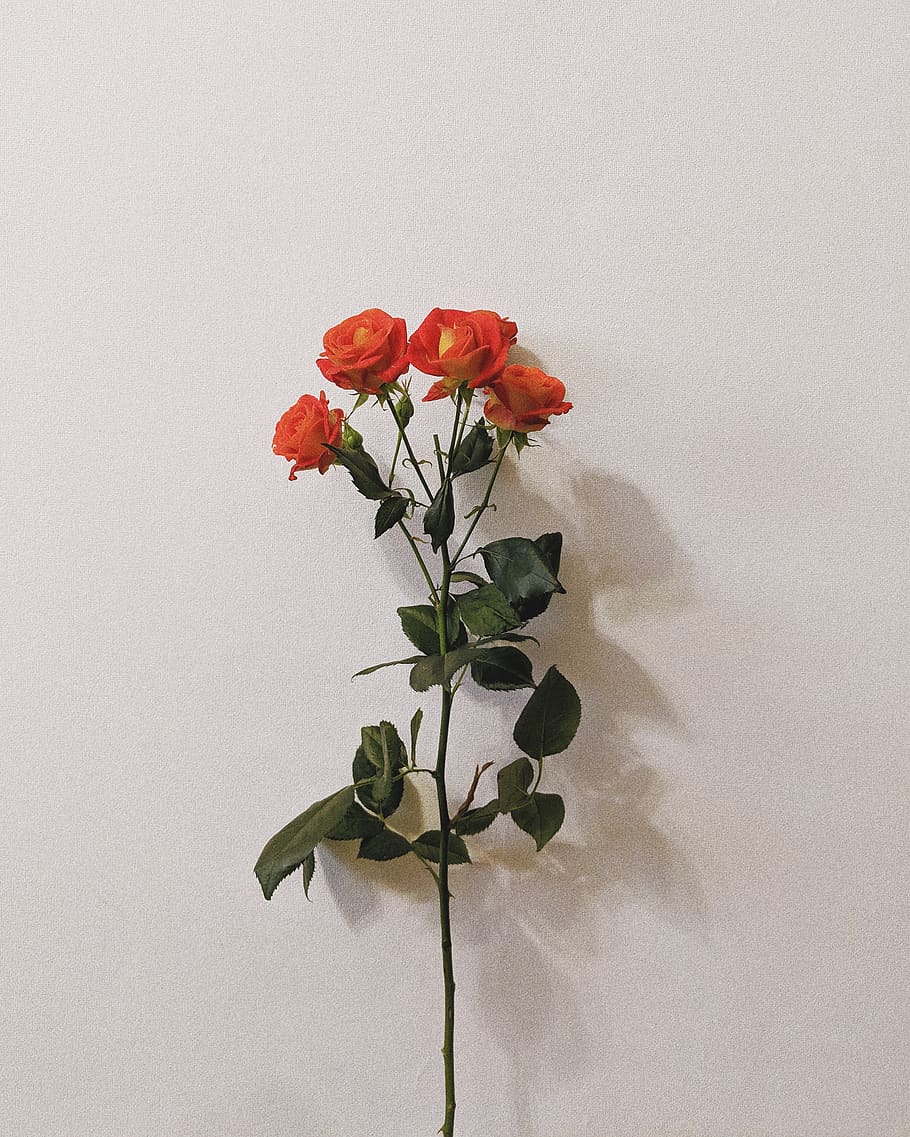 four orange-petaled flowers, plant, beauty in nature, flowering plant HD wallpaper