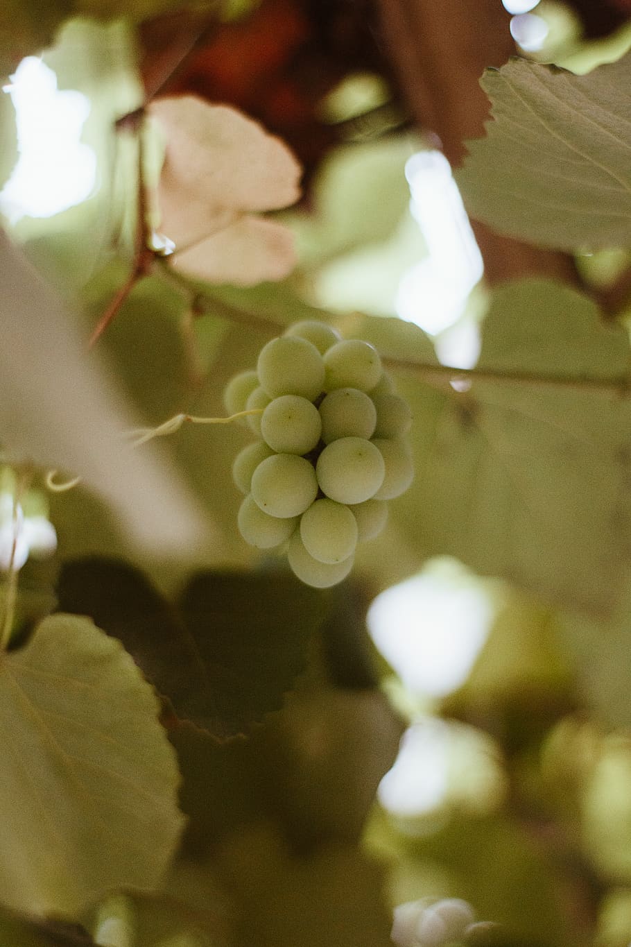 selective focus photo of bunch of white grapes, growth, plant