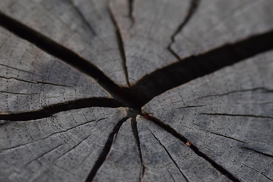 wood, stump, texture, wood - material, close-up, no people HD wallpaper