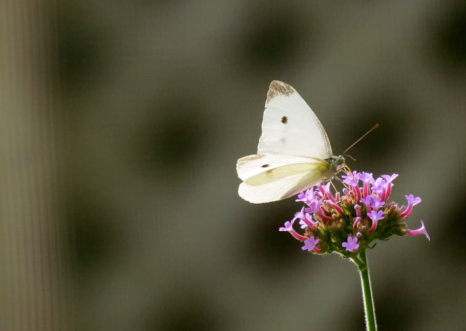 cape cod, butterfly, flower, bokeh, nectar, flowering plant HD wallpaper
