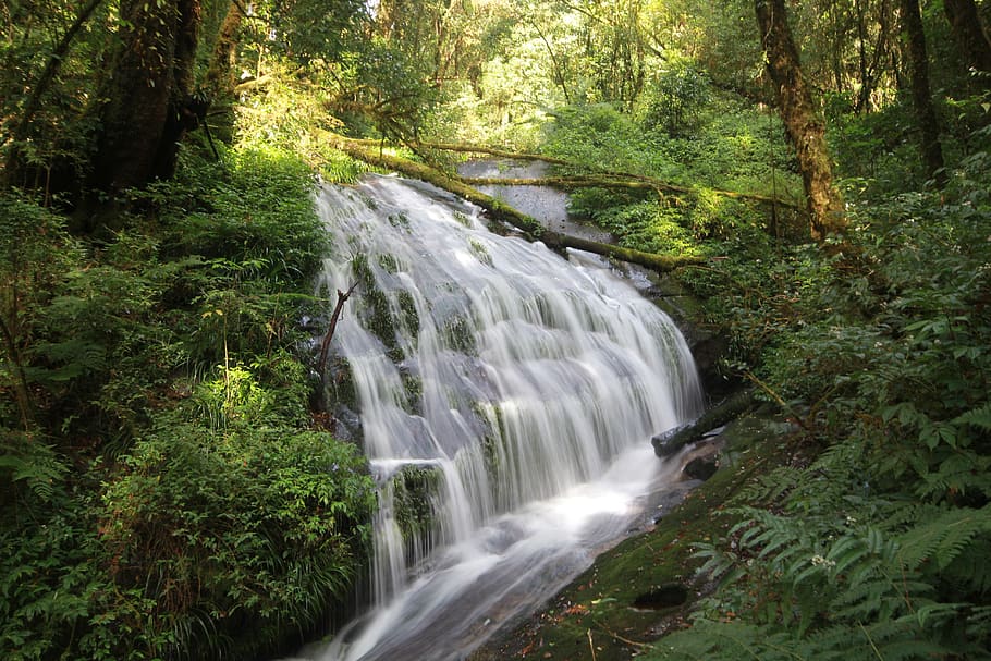 waterfall, pa, nature, tree, forest, plant, beauty in nature HD wallpaper
