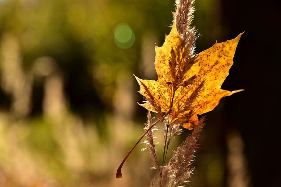 leaf, maple leaf, leaves, autumn, coloring, orange, colorful HD wallpaper