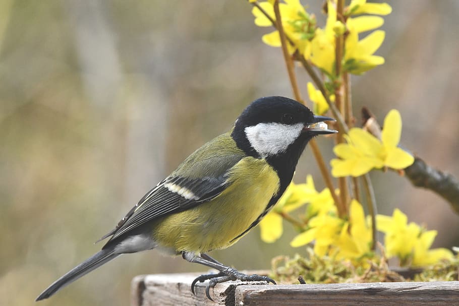 titmouse, bird, animal, spring, food, forest, flowers, vertebrate HD wallpaper