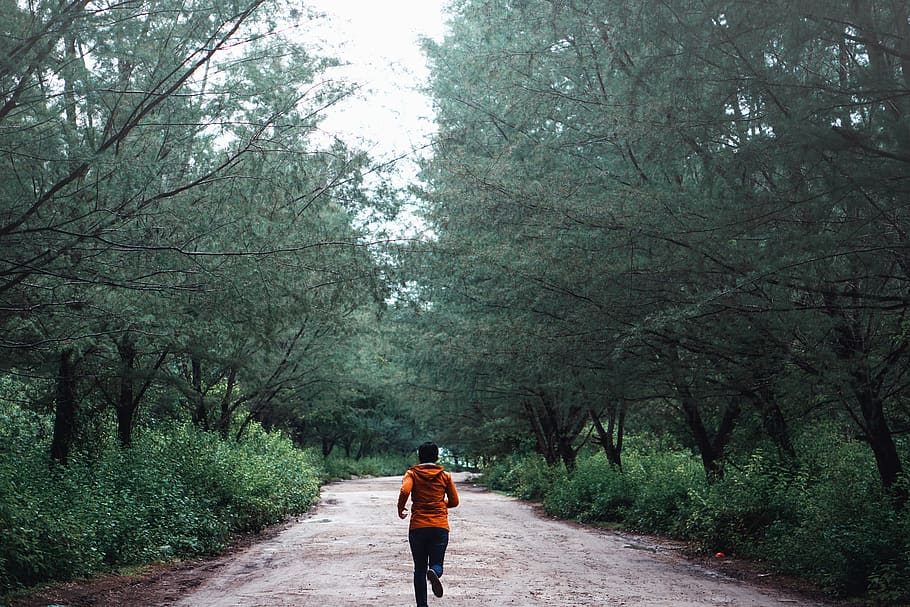 person on trail, tree, plant, forest, rear view, one person, walking HD wallpaper