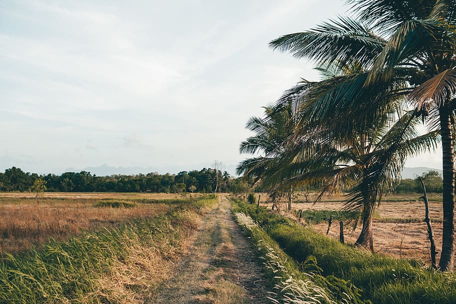 summer, outdoors, tropical, tree, plant, road, palm tree, arecaceae HD wallpaper
