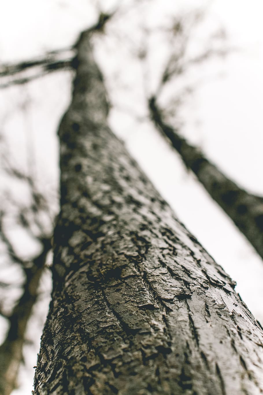 plant, tree, tree trunk, handrail, banister, animal, rodent HD wallpaper