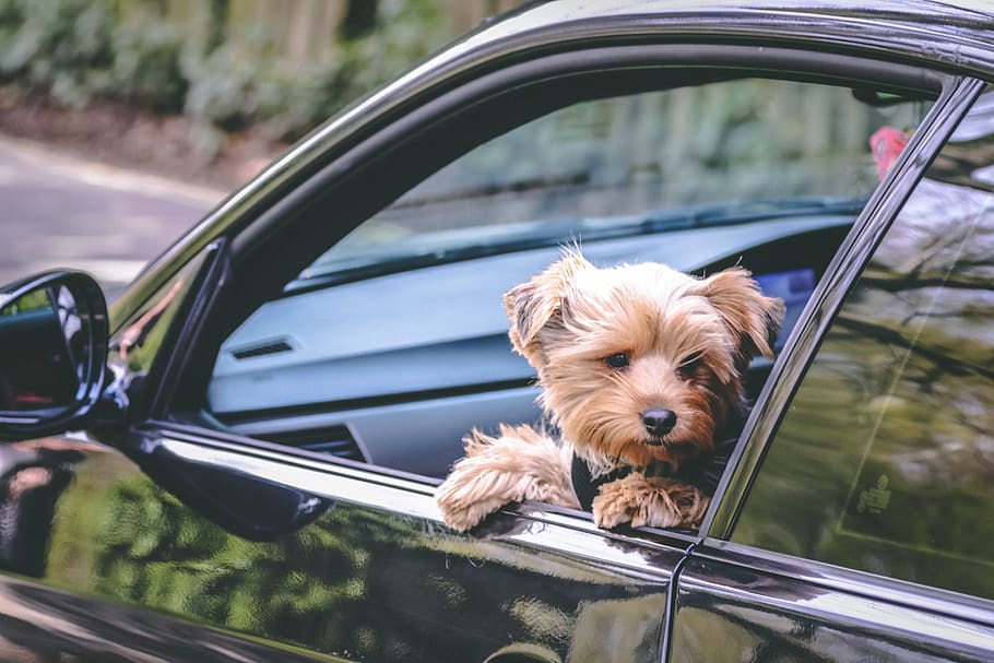 car, automobile, transportation, vehicle, dog, pet, mammal HD wallpaper