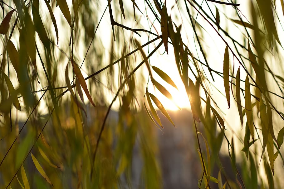 tehran, iran, darrous, leaf, sunset, leaves, plant, growth HD wallpaper