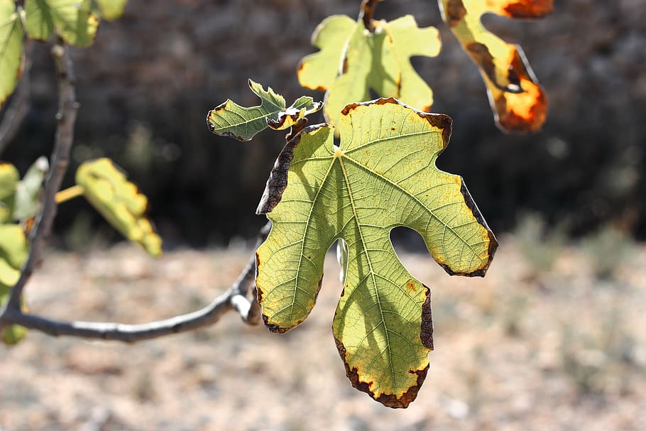 leaves, fig tree, nature, branches, green, autumn, field, rural HD wallpaper