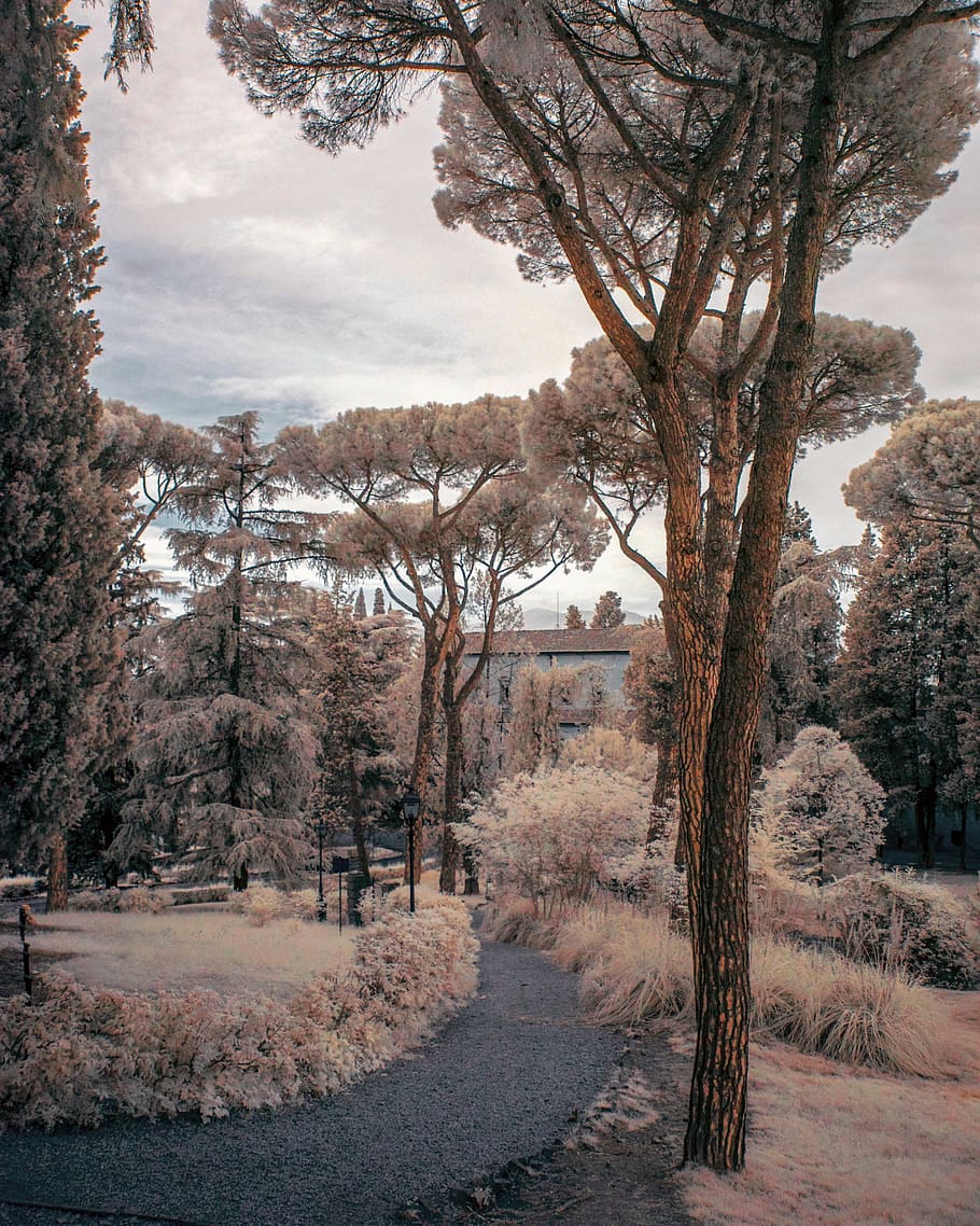 tree, plant, nature, ice, outdoors, fir, abies, frost, snow HD wallpaper