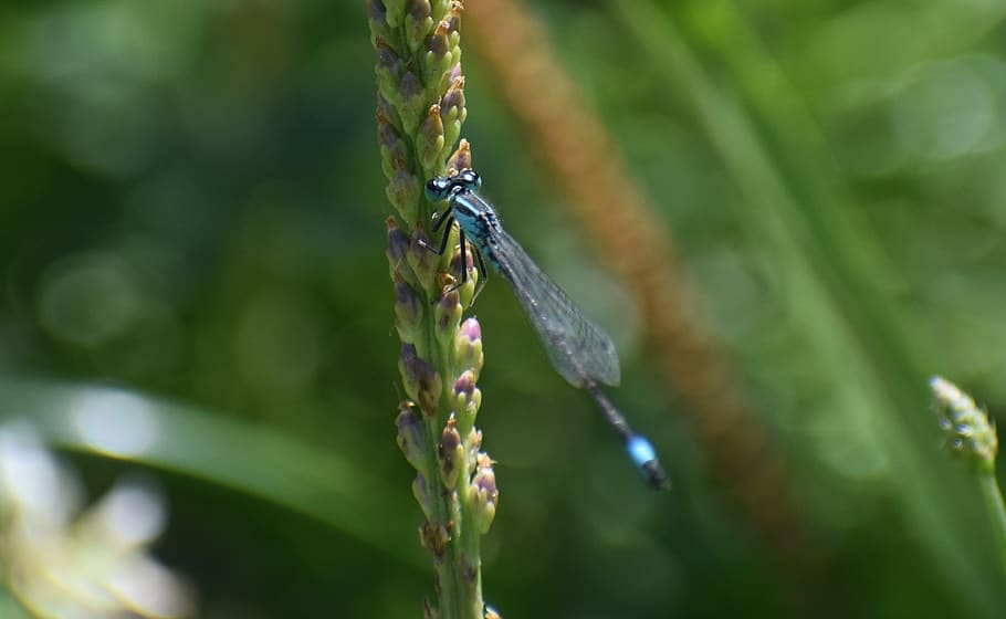 insect, dragonfly, nature, macro, wing, blue, shimmer, close up HD wallpaper