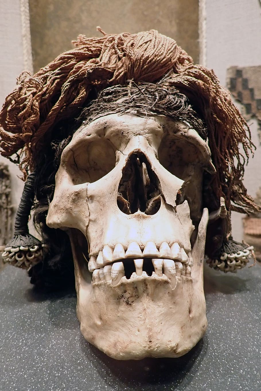 skull, anthropology, archeology, skeletons, bone, close-up, HD wallpaper