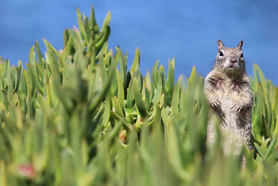 squirrel, nature, animal, cute, rodent, chipmunk, garden, foraging HD wallpaper