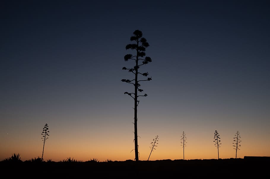 six tall trees on plain during sunset, silhouette, nature, outdoors HD wallpaper