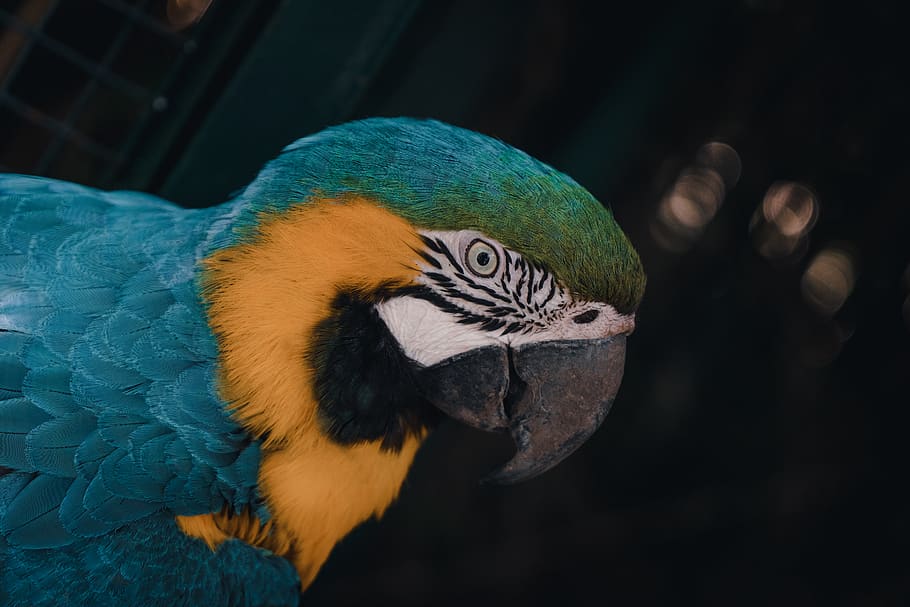 blue and yellow macaw, bird, parrot, animal, beak, veterinarian HD wallpaper