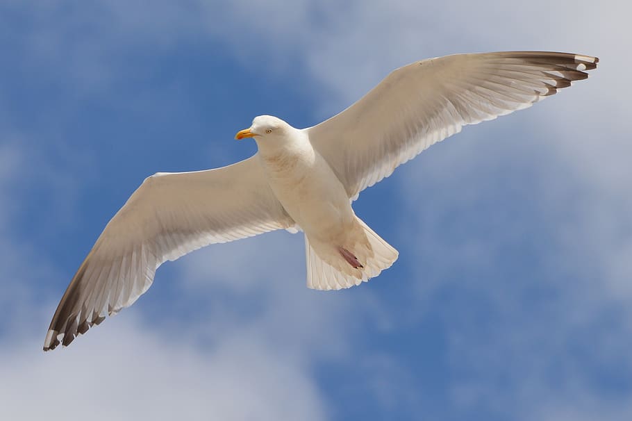 White Bird Flying Under the Blue and White Sky during Daytime HD wallpaper
