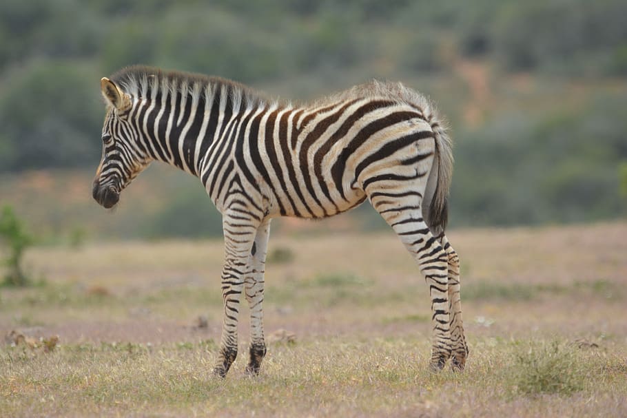 zebra, young, wild animal, prairie, baby, grass, petit, stripes, HD wallpaper