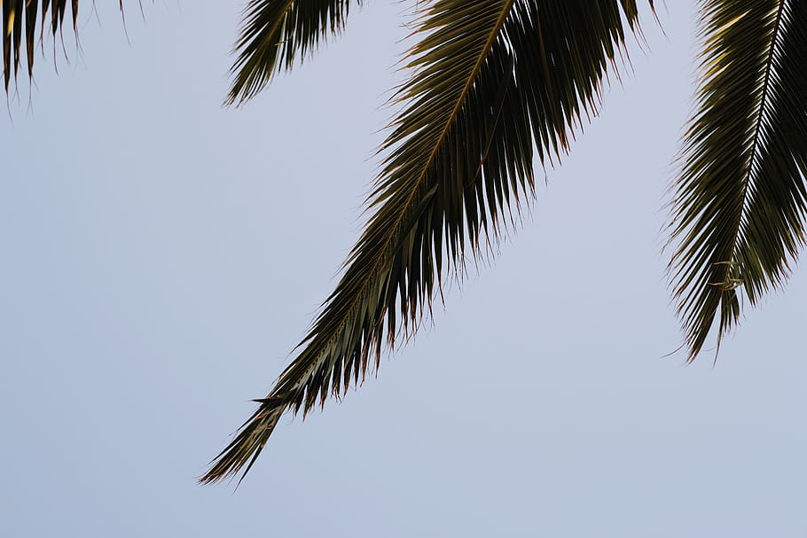 spain, barcelona, summer, trees, holidays, sky, palm, plant HD wallpaper
