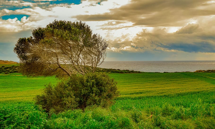 tree, meadow, landscape, nature, rural, countryside, spring HD wallpaper