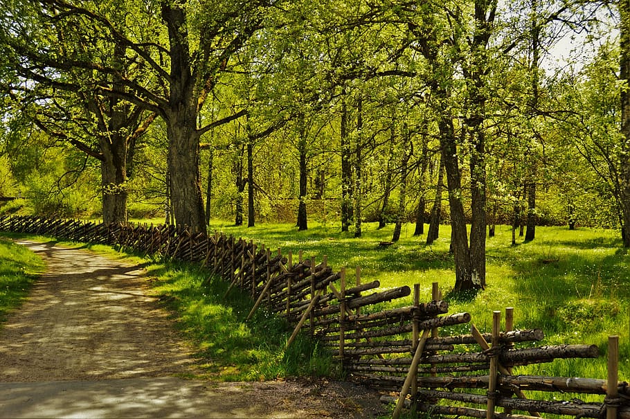 sweden, trees, forest, sunshine, summer, plant, tranquility HD wallpaper