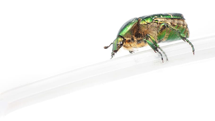 beetle, brilliant, bug, buriedtreasure, cetoniaaurata, chafer HD wallpaper