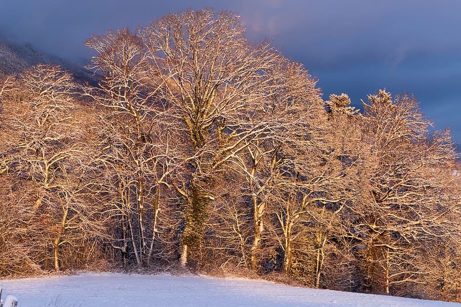 trees, shining, light, landscape, forest, sun, mood, winter HD wallpaper
