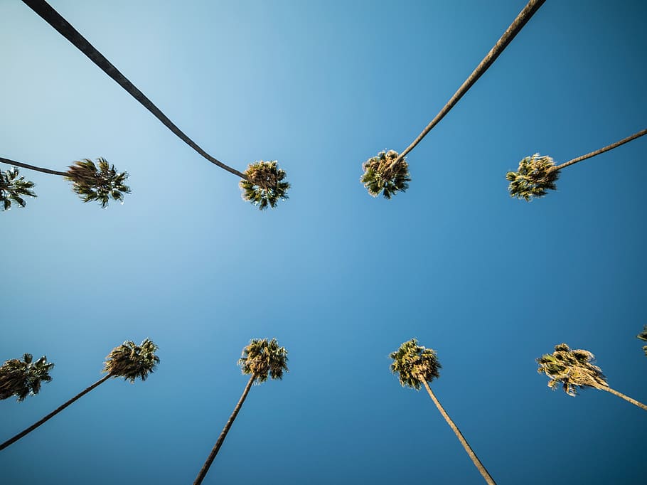 trees and sky, plant, low angle view, nature, no people, flower HD wallpaper