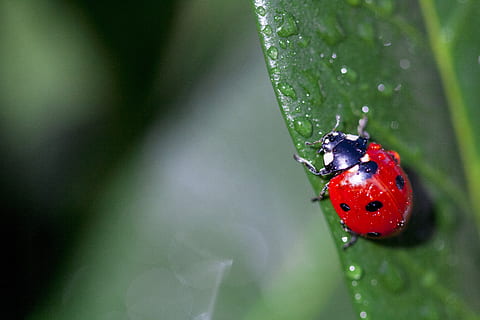 ladybug, insect, nature, spring, macro, red, beetle, sheet HD wallpaper